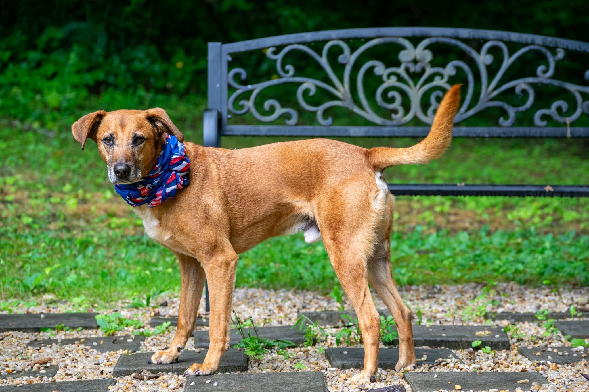Enlarge Ole Red, an adoptable mixed breed in Sevierville, TN image 3/4