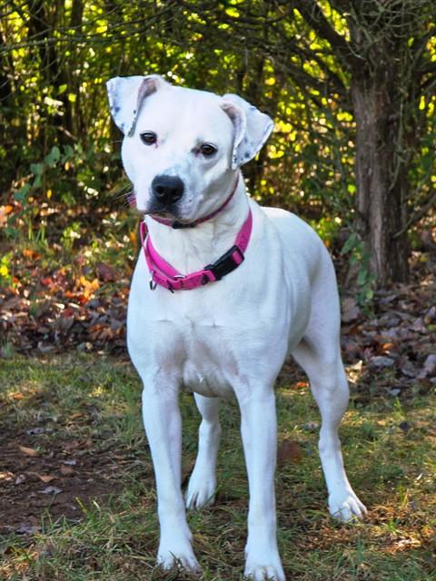 LUNA, Adoptable, Young Female Pit Bull Terrier & Mixed Breed.