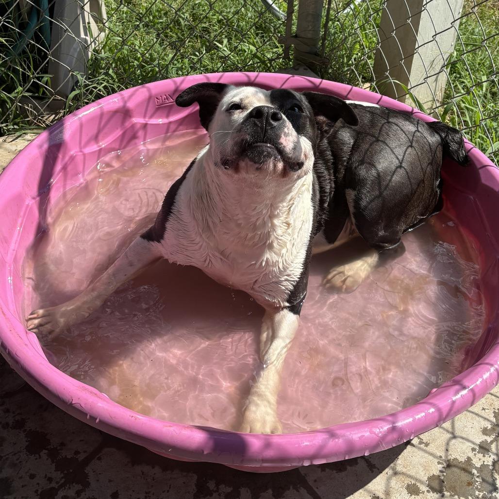 Sprite, Adoptable, Adult Female Pit Bull Terrier & Mixed Breed.