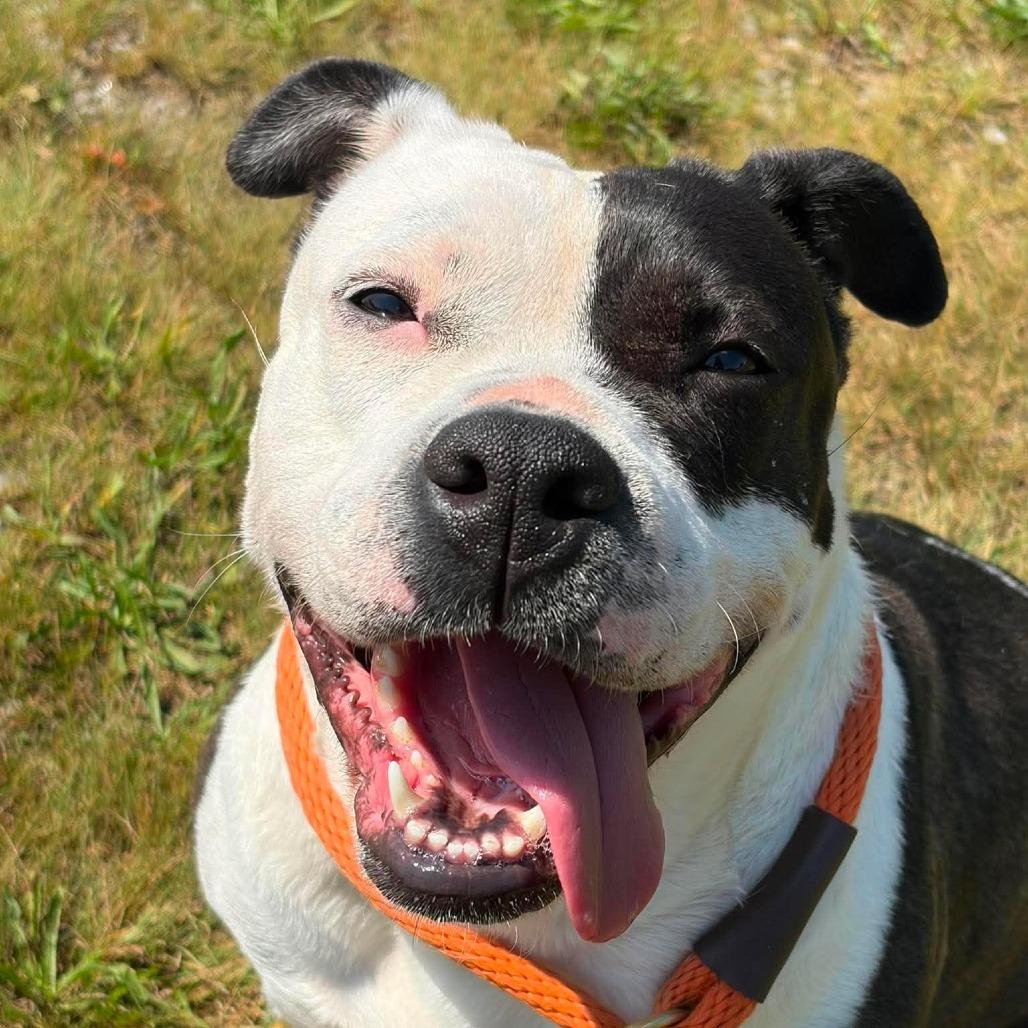 Enlarge Sprite, a Adoptable mixed breed in Oak Ridge, TN image 2/6