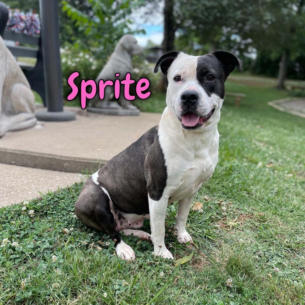 Sprite, a Adoptable mixed breed in Oak Ridge, TN image 2/3