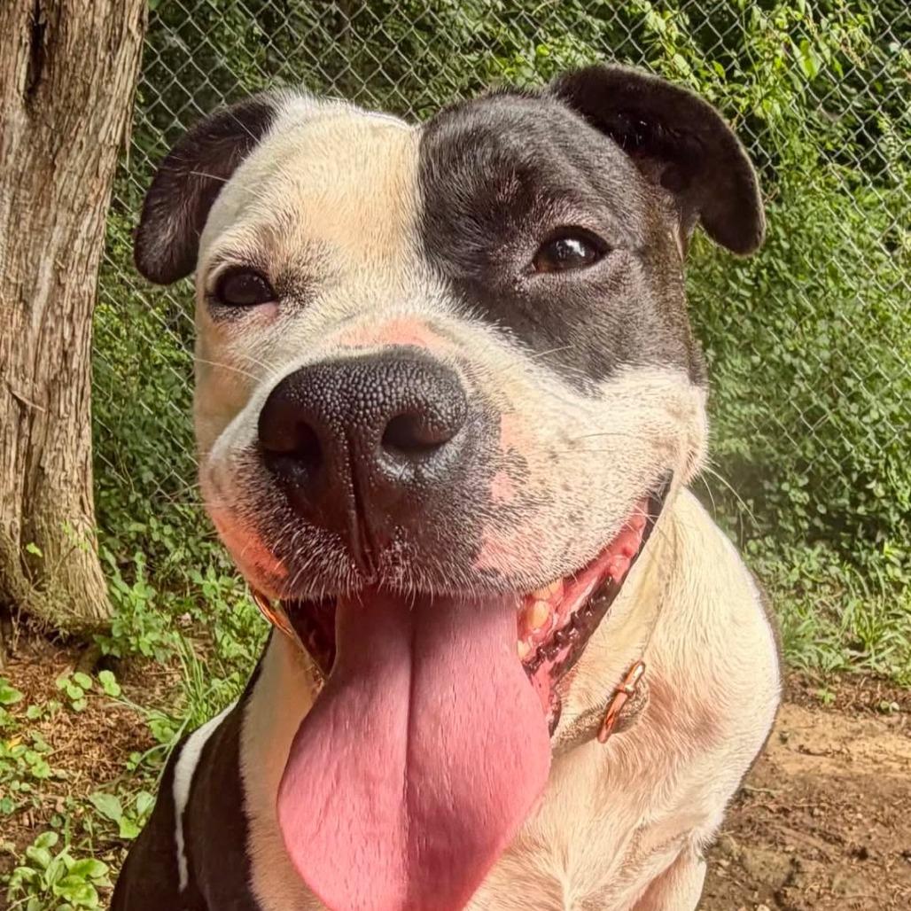Enlarge Sprite, a Adoptable mixed breed in Oak Ridge, TN image 4/6