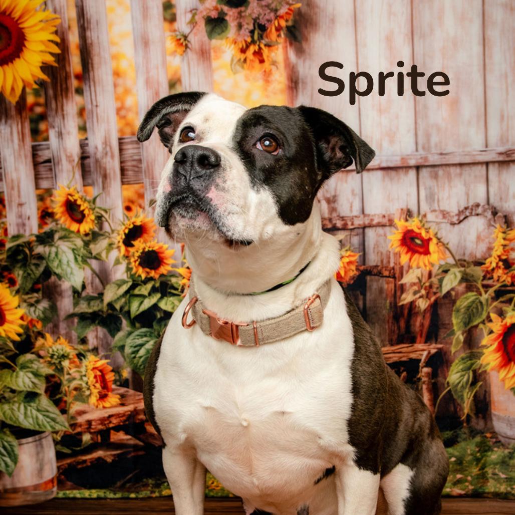 Sprite, a Adoptable mixed breed in Oak Ridge, TN image 3/3