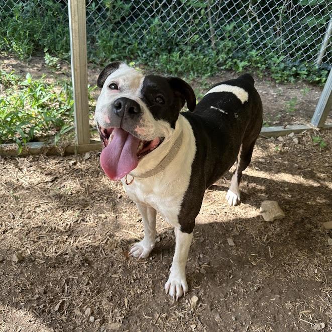 Enlarge Sprite, a Adoptable mixed breed in Oak Ridge, TN image 6/6