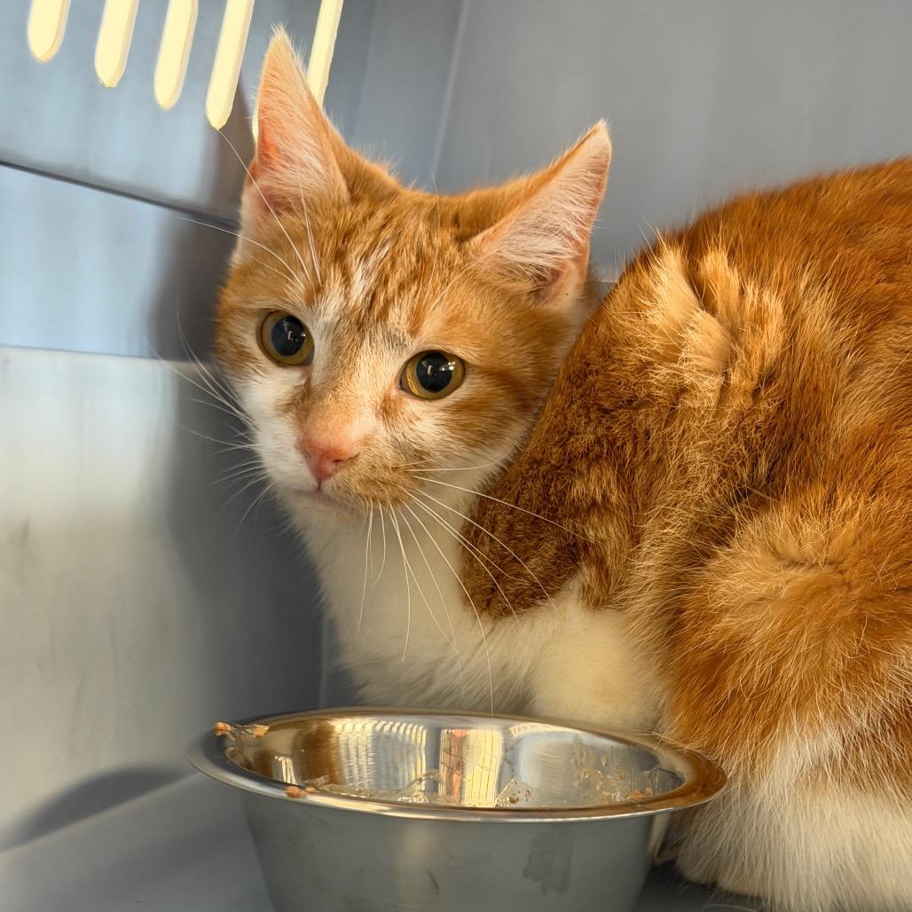 Penny, Adoptable, Young Female Domestic Short Hair.