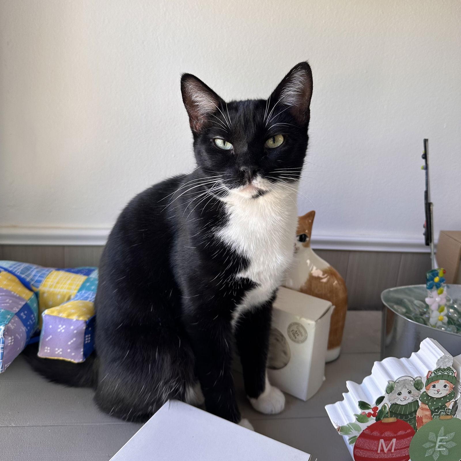 Enlarge Clover, a Adoptable Tuxedo in West Hills, CA image 1/3