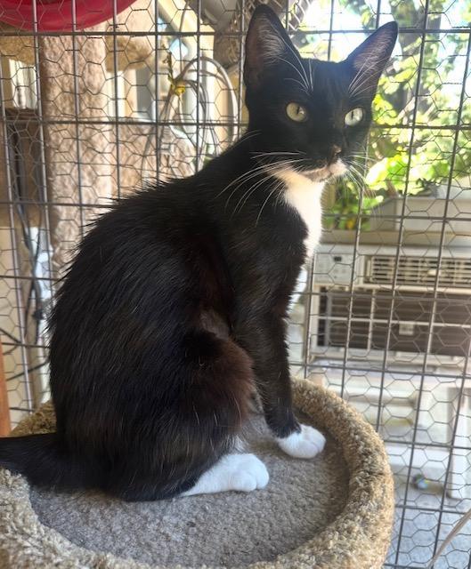 Clover, Adoptable, Adult Female Tuxedo.