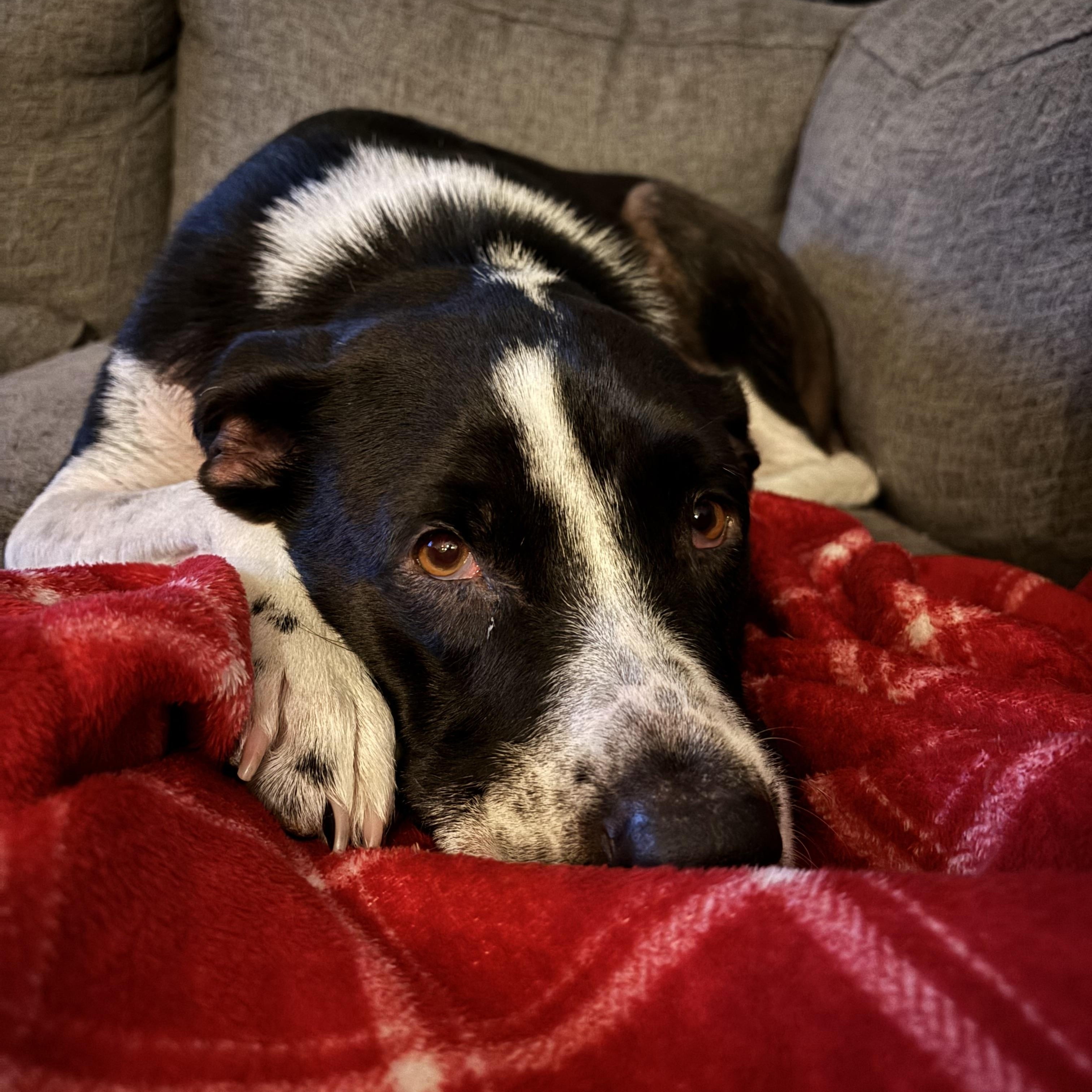 Hank