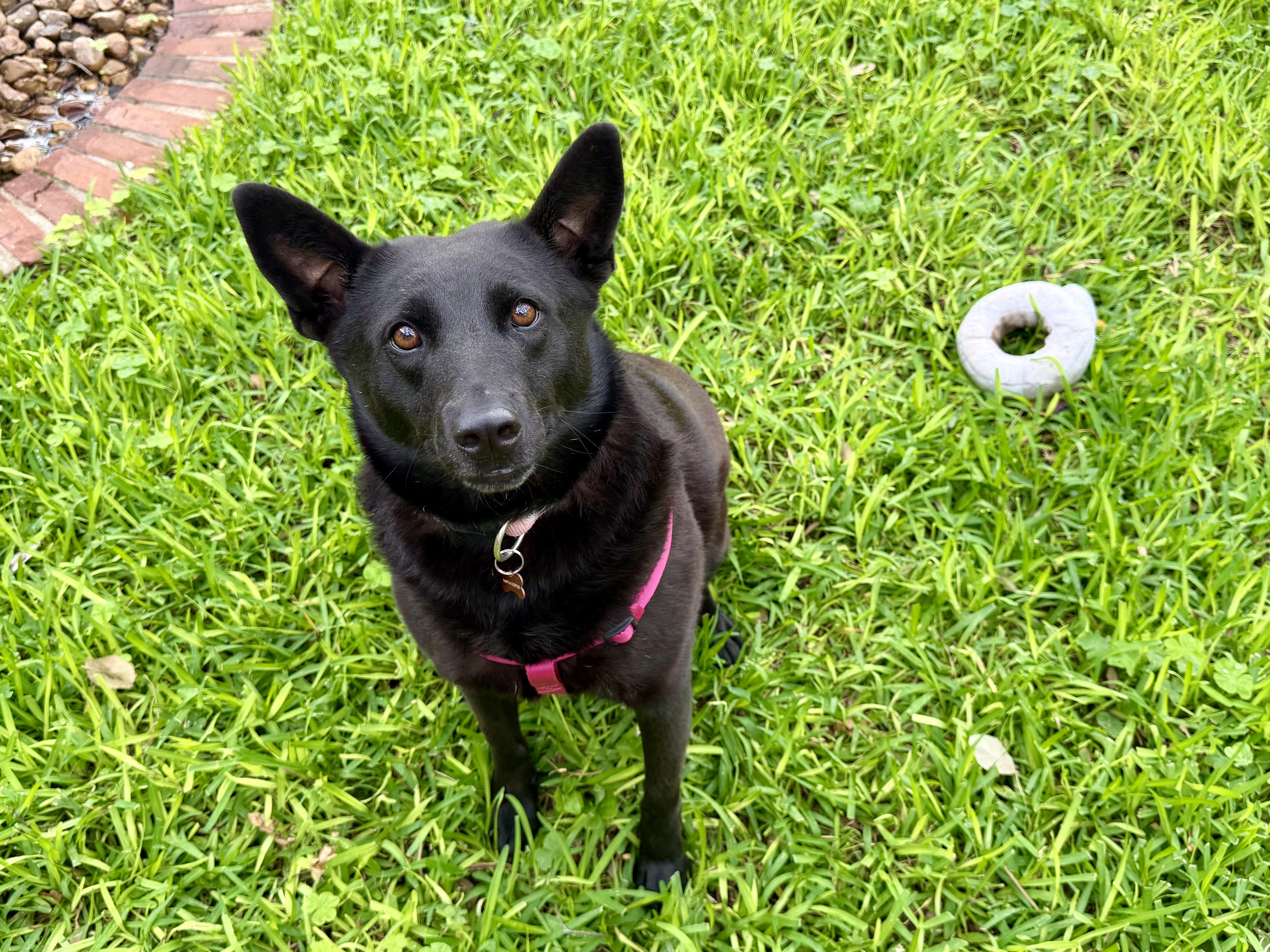 Enlarge Nova, a ADOPTABLE mixed breed in San Antonio, TX image 3/6