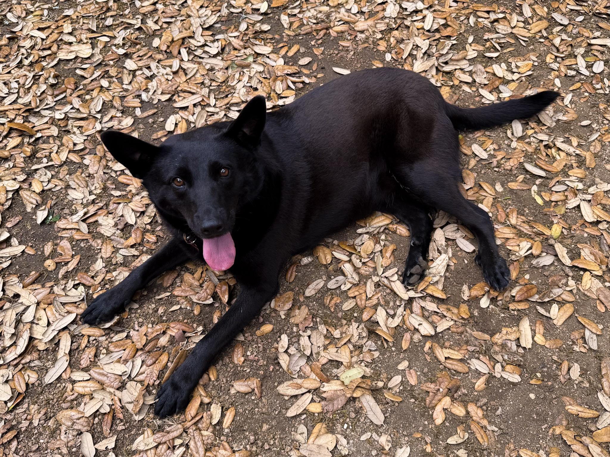 Enlarge Nova, a ADOPTABLE mixed breed in San Antonio, TX image 4/6