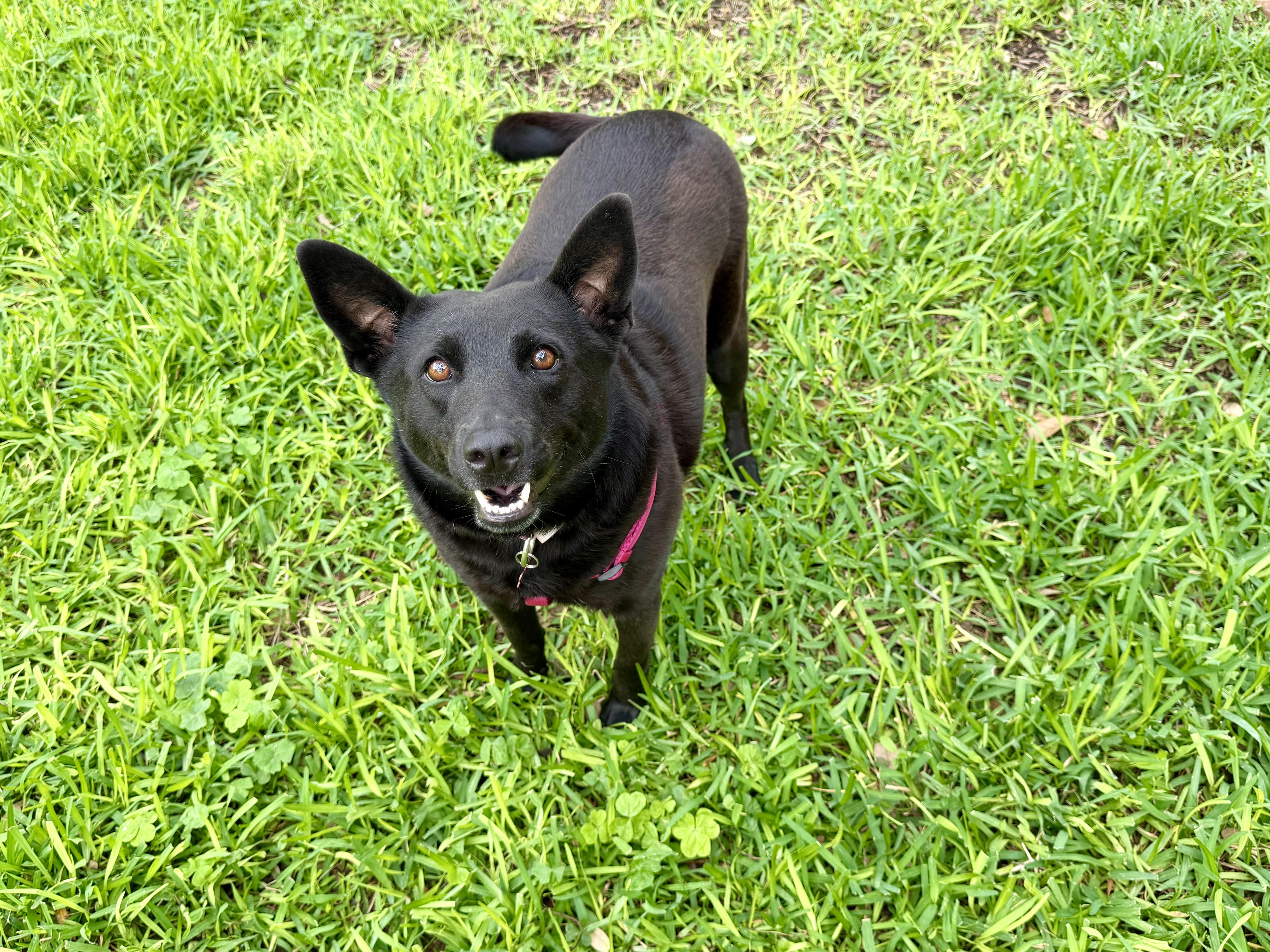 Enlarge Nova, a ADOPTABLE mixed breed in San Antonio, TX image 2/6