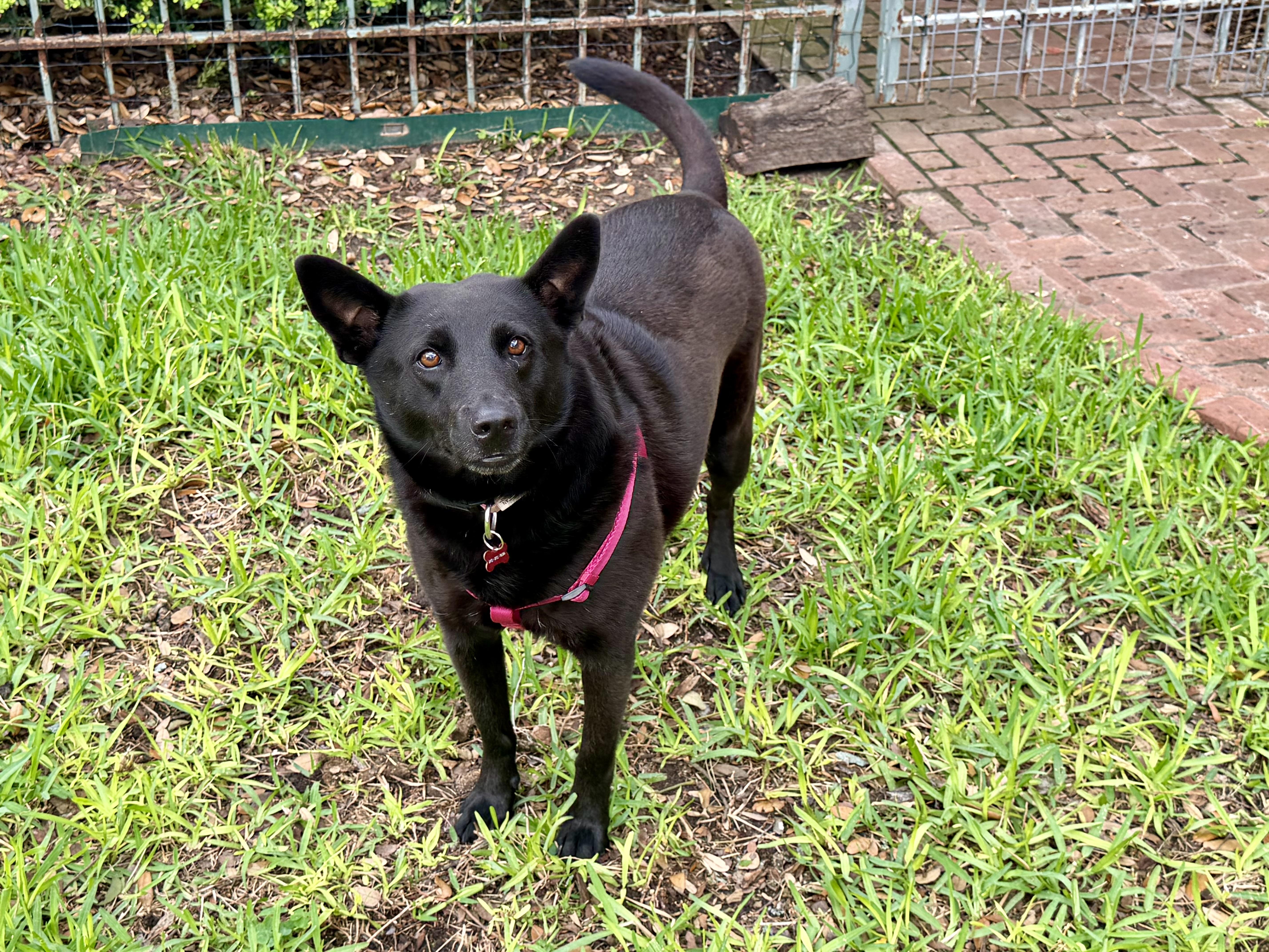 Enlarge Nova, a ADOPTABLE mixed breed in San Antonio, TX image 5/6