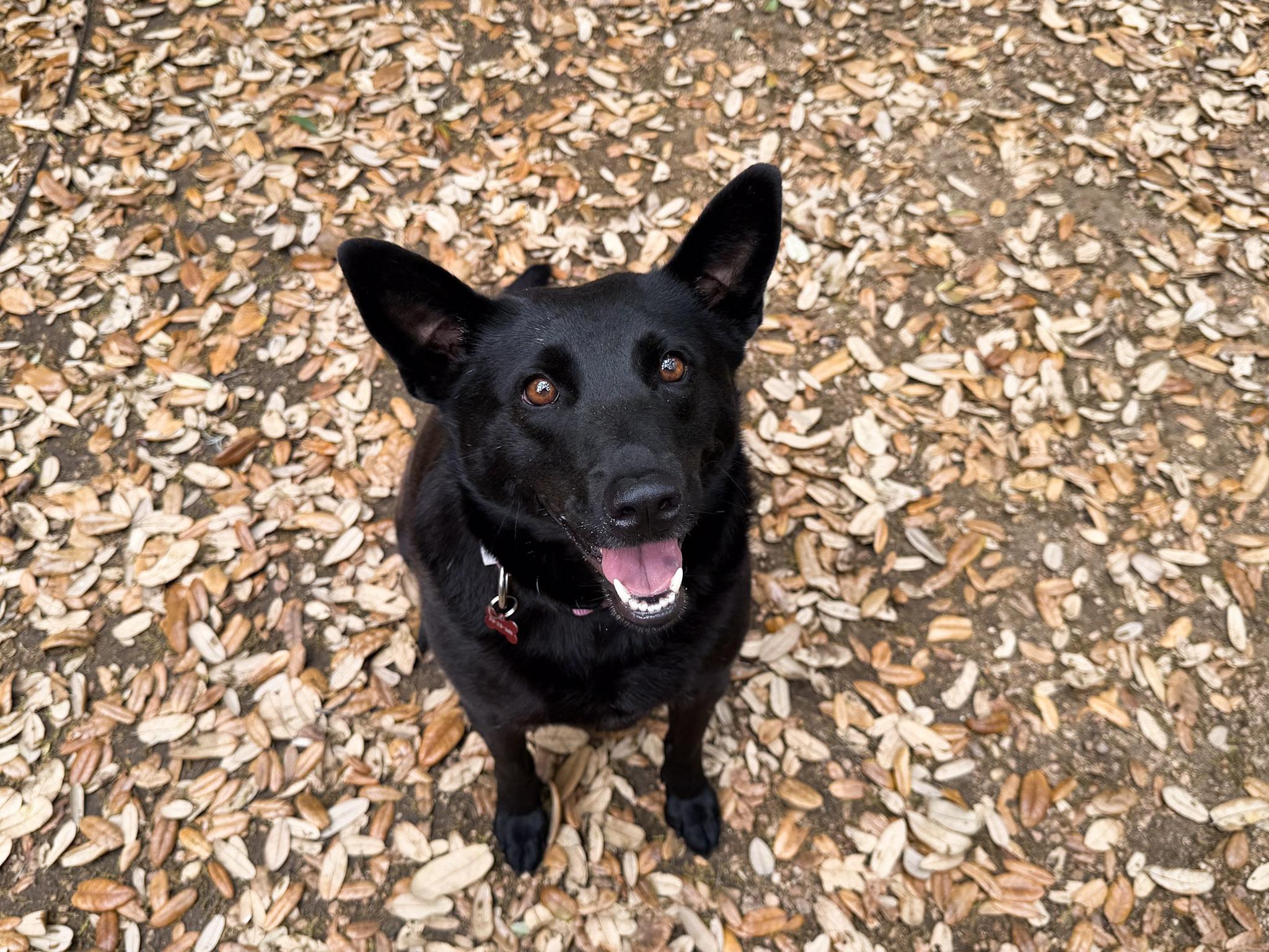 Enlarge Nova, a ADOPTABLE mixed breed in San Antonio, TX image 1/6