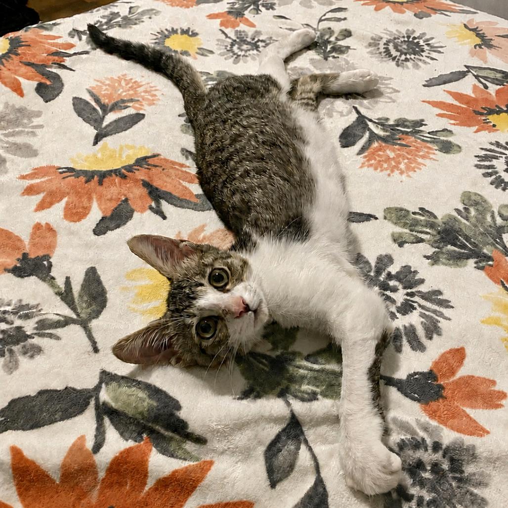 Enlarge Lucky, a Adoptable Domestic Short Hair in Herrin, IL image 1/5