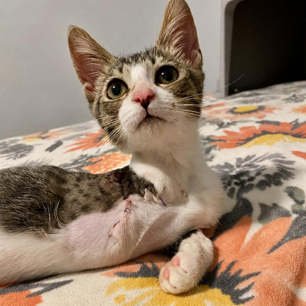 Enlarge Lucky, a Adoptable Domestic Short Hair in Herrin, IL image 2/5