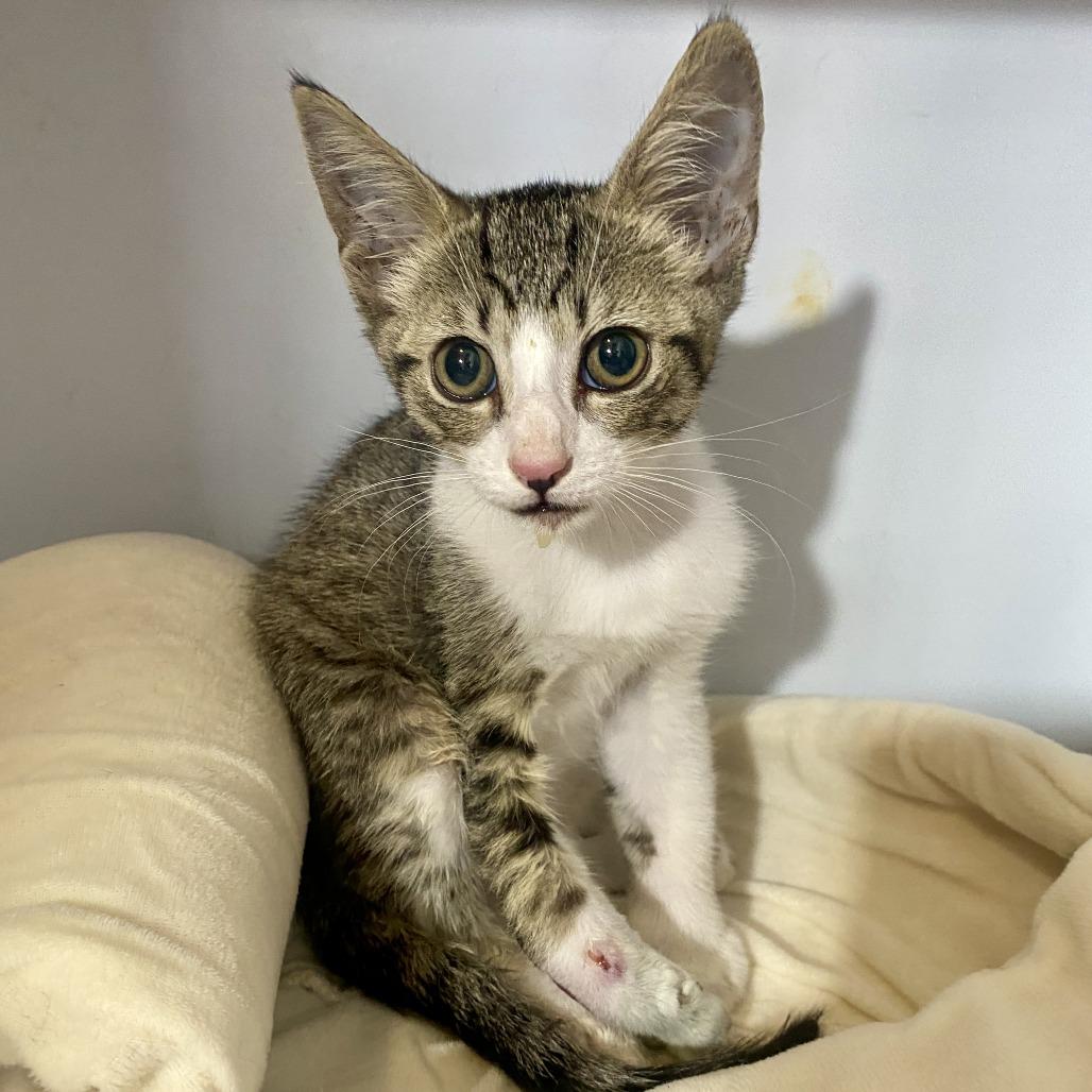 Enlarge Lucky, a Adoptable Domestic Short Hair in Herrin, IL image 3/5