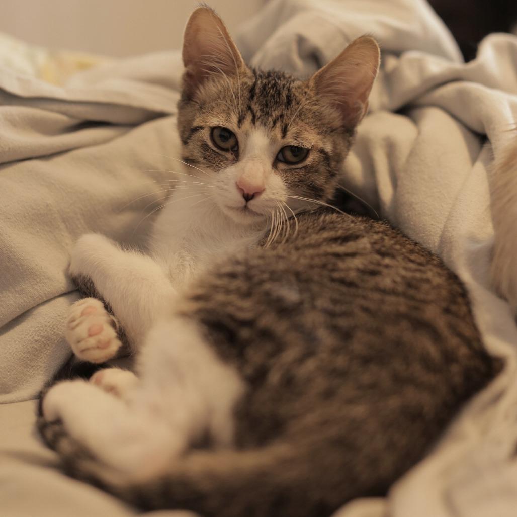 Enlarge Lucky, a Adoptable Domestic Short Hair in Herrin, IL image 4/5
