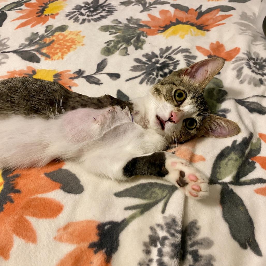 Enlarge Lucky, a Adoptable Domestic Short Hair in Herrin, IL image 5/5