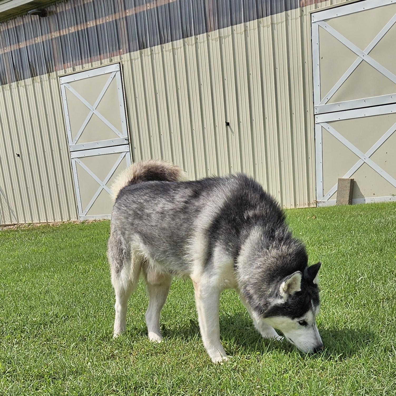 Anubis, adopted, Adult Male Husky.
