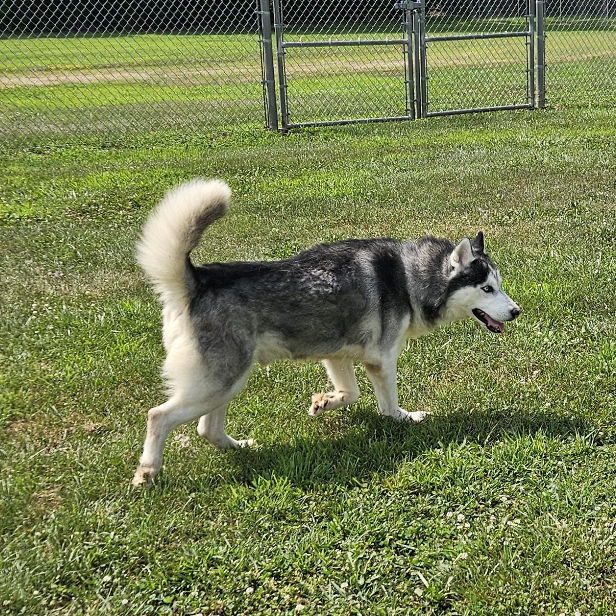 Anubis, an adopted mixed breed in Benton Harbor, MI image 3/6