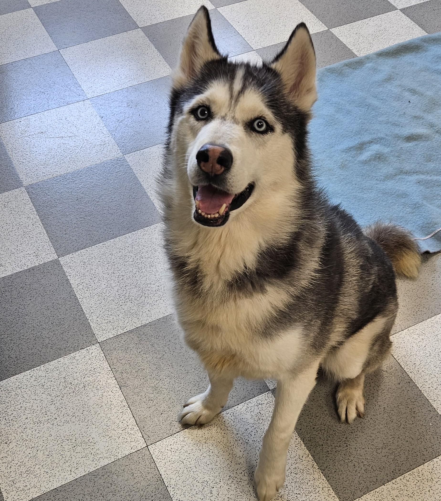 Anubis, an adopted mixed breed in Benton Harbor, MI image 2/6