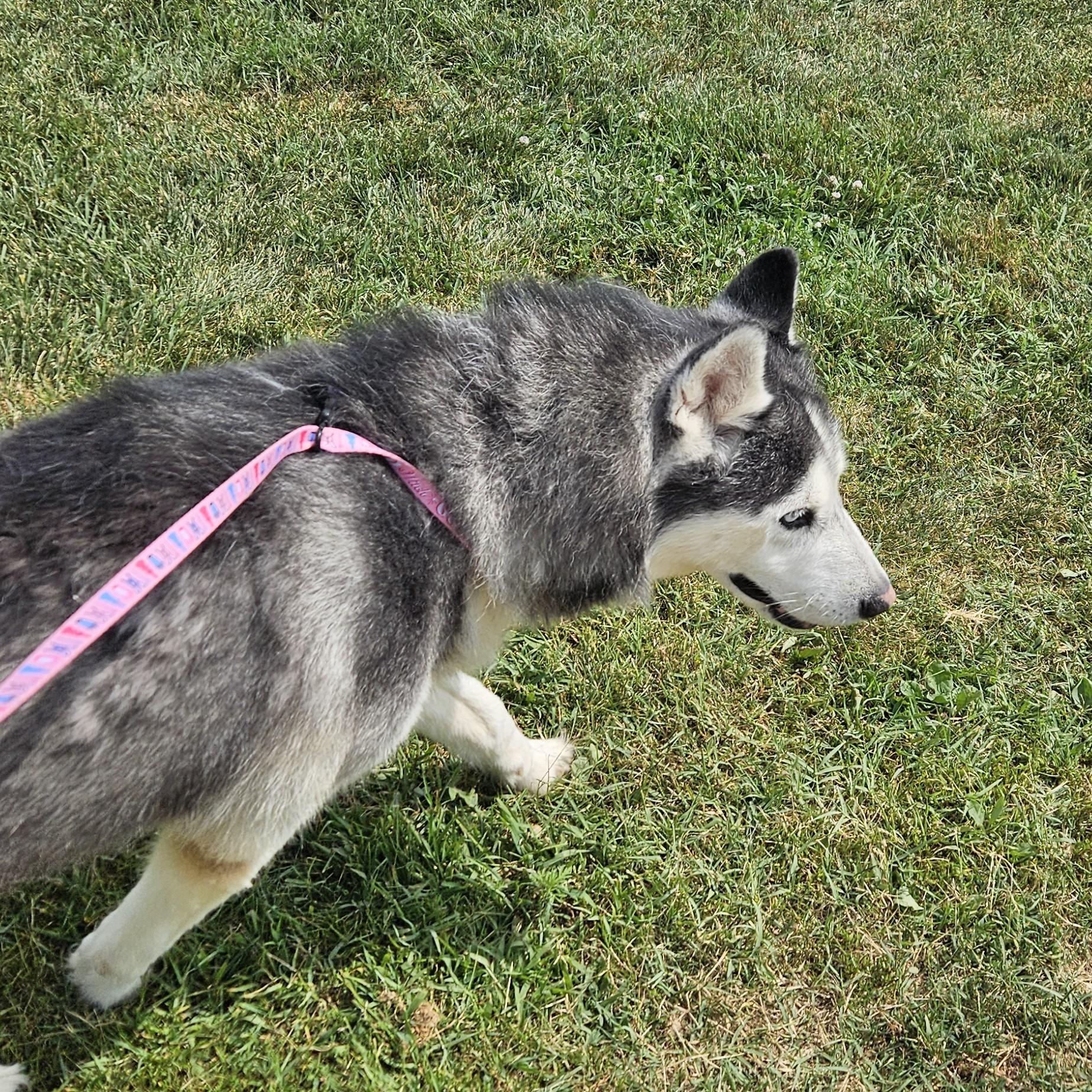 Anubis, an adopted mixed breed in Benton Harbor, MI image 5/6