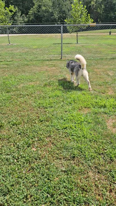 Enlarge Anubis, an adopted mixed breed in Benton Harbor, MI video 6/6