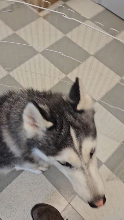 Enlarge Anubis, an adopted mixed breed in Benton Harbor, MI video 4/6