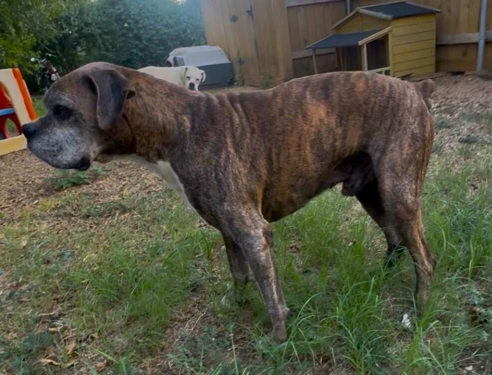 Moonshine - Silver Heart, Adoptable, Senior Male Boxer.