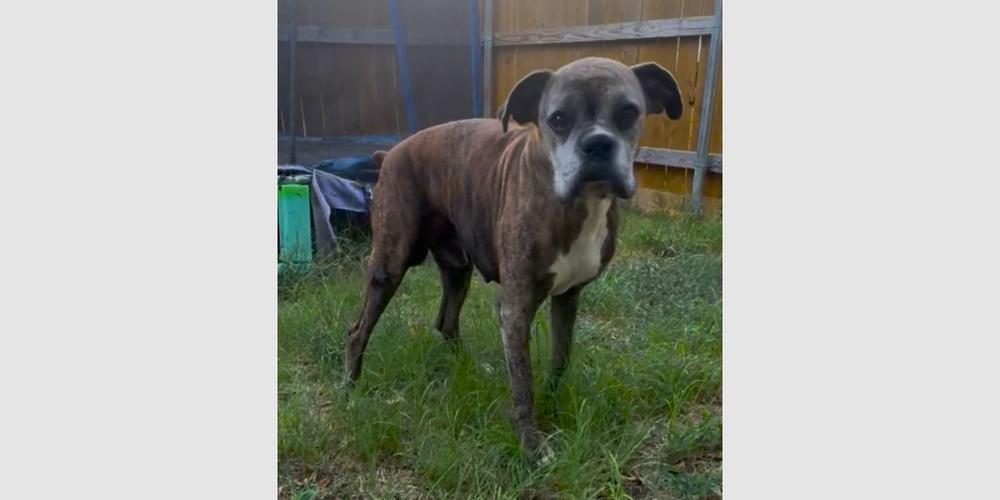 Moonshine - Silver Heart, a Adoptable Boxer in Hewitt, TX image 2/3