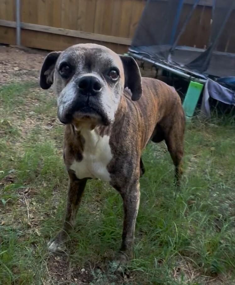 Moonshine - Silver Heart, a Adoptable Boxer in Hewitt, TX image 3/3