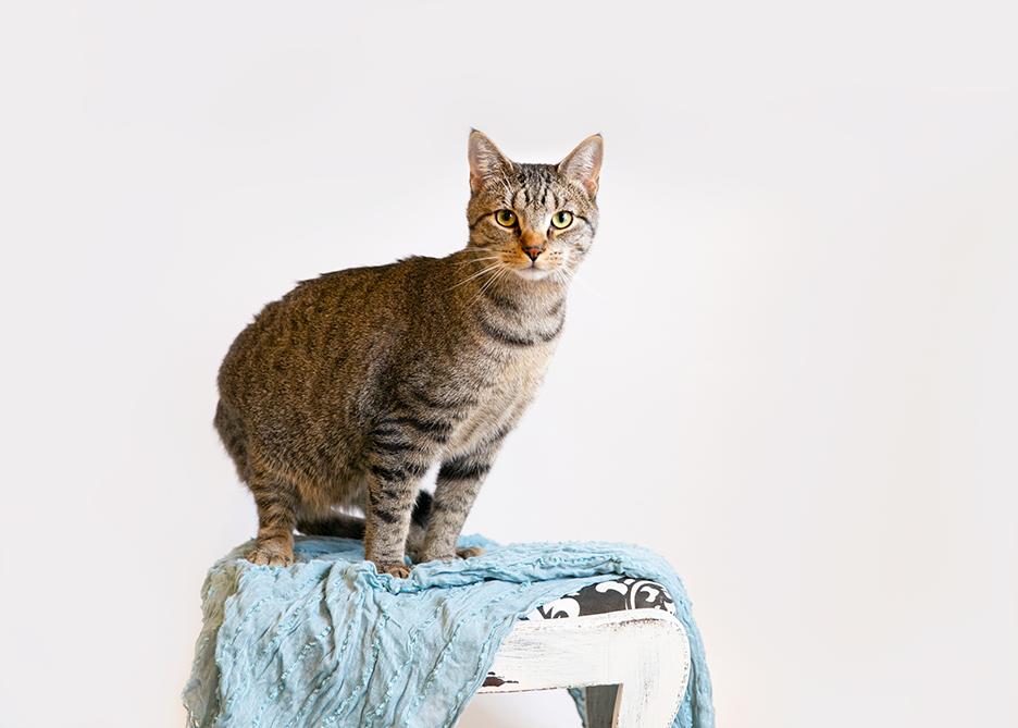 FINN, an adoptable Domestic Short Hair, Tabby in Homewood, AL, 35209 | Photo Image 2