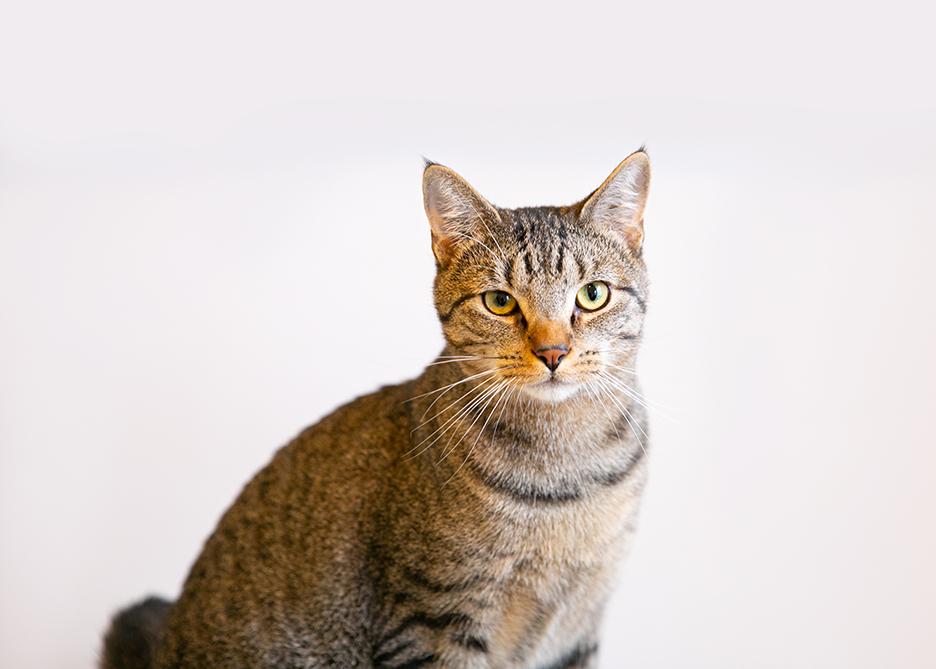 FINN, an adoptable Domestic Short Hair, Tabby in Homewood, AL, 35209 | Photo Image 5