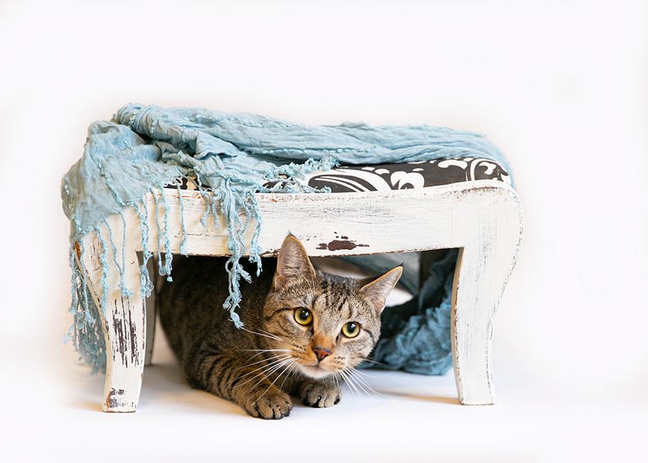 FINN photo 3