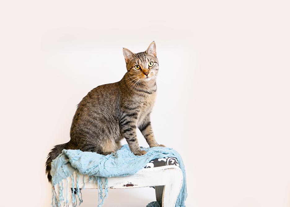 FINN, an adoptable Domestic Short Hair, Tabby in Homewood, AL, 35209 | Photo Image 4
