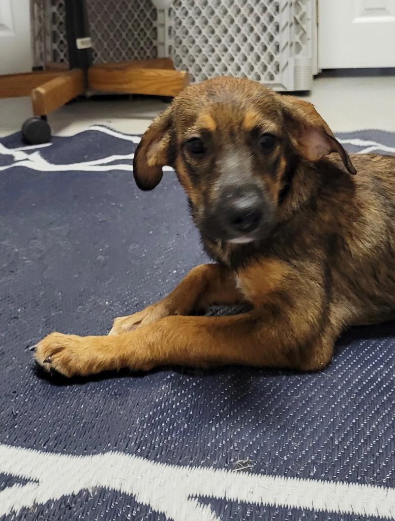 Honey, Adoptable, Puppy Female Mixed Breed.