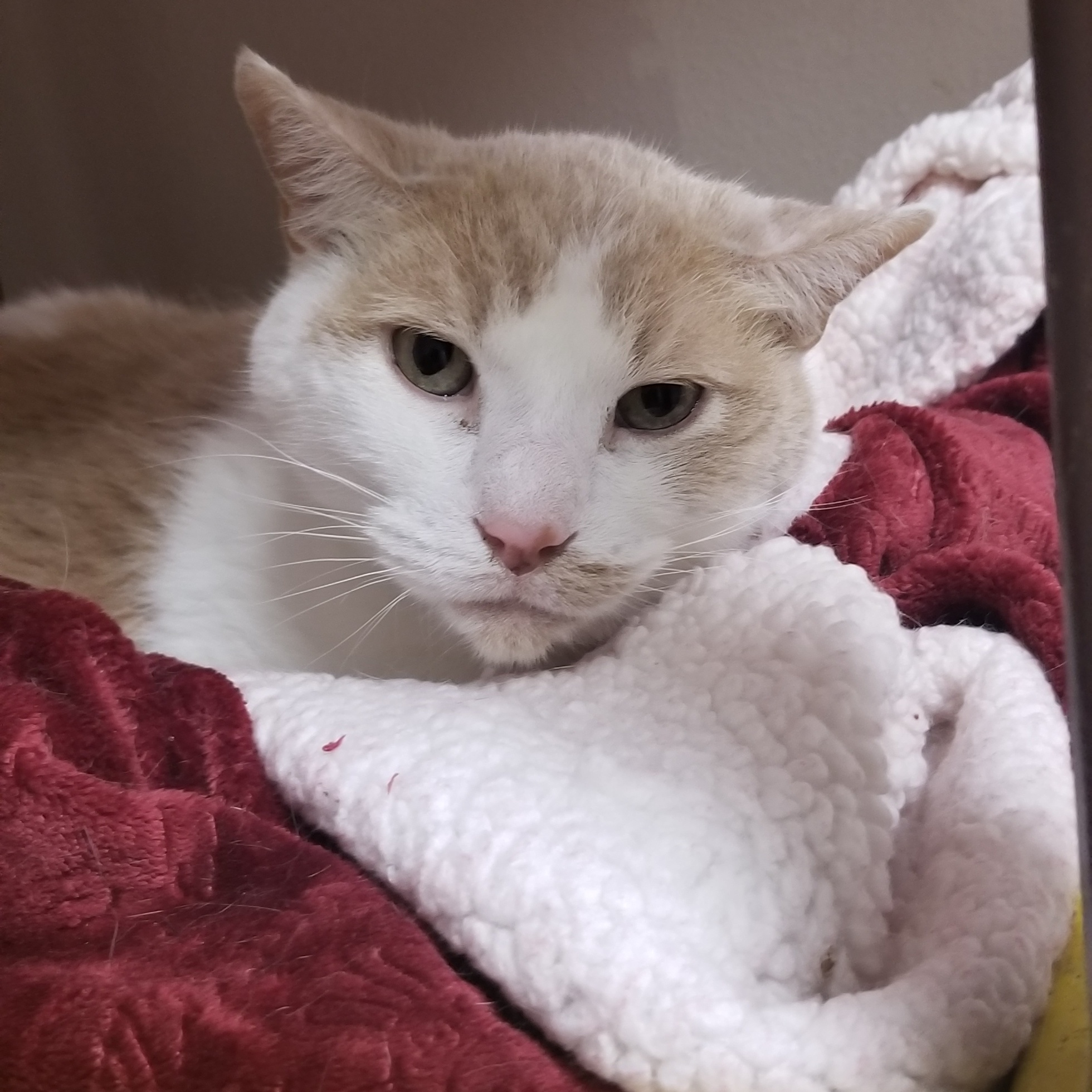 Enlarge Nina, an adoptable Domestic Short Hair in Aransas Pass, TX image 2/5