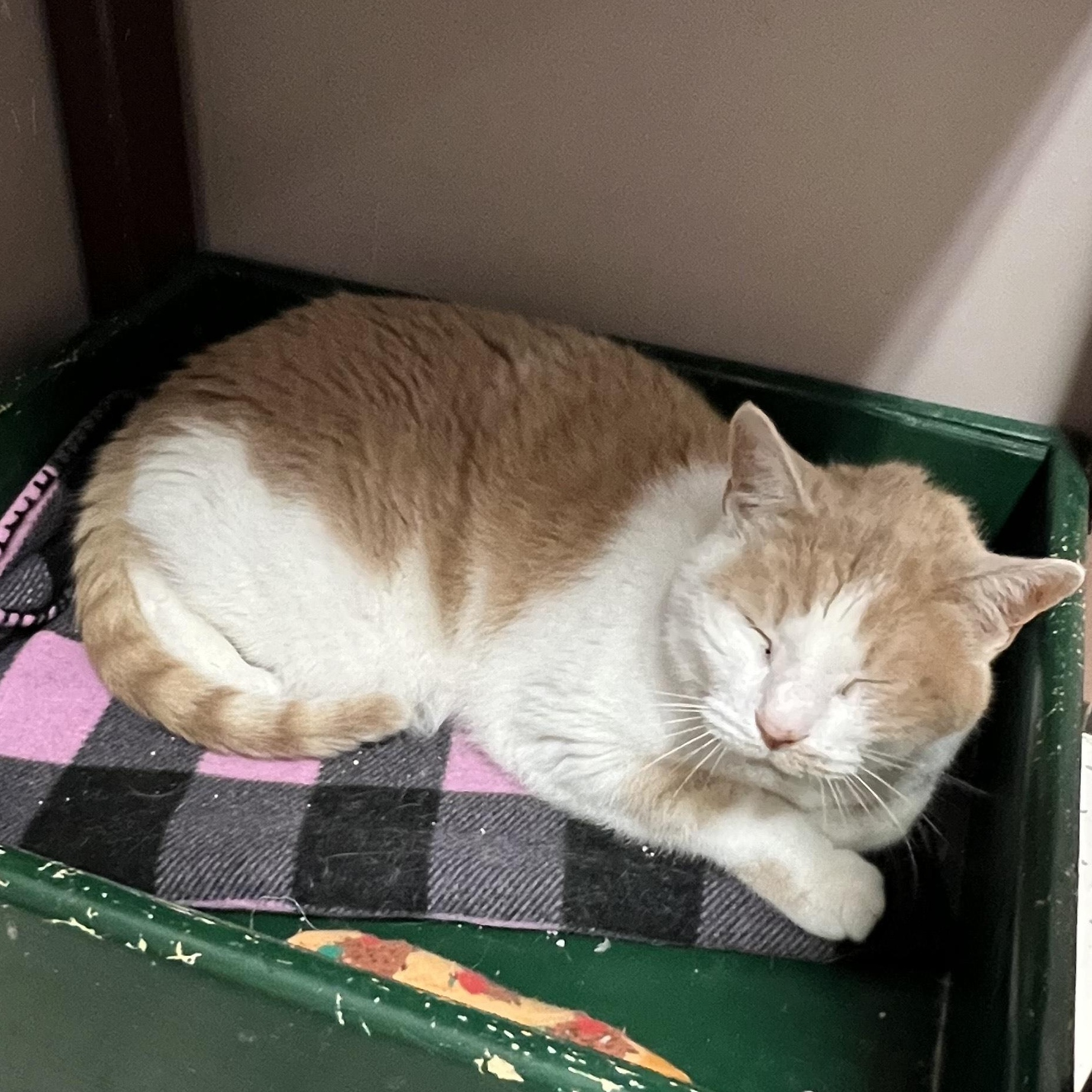 Enlarge Nina, an adoptable Domestic Short Hair in Aransas Pass, TX image 5/5