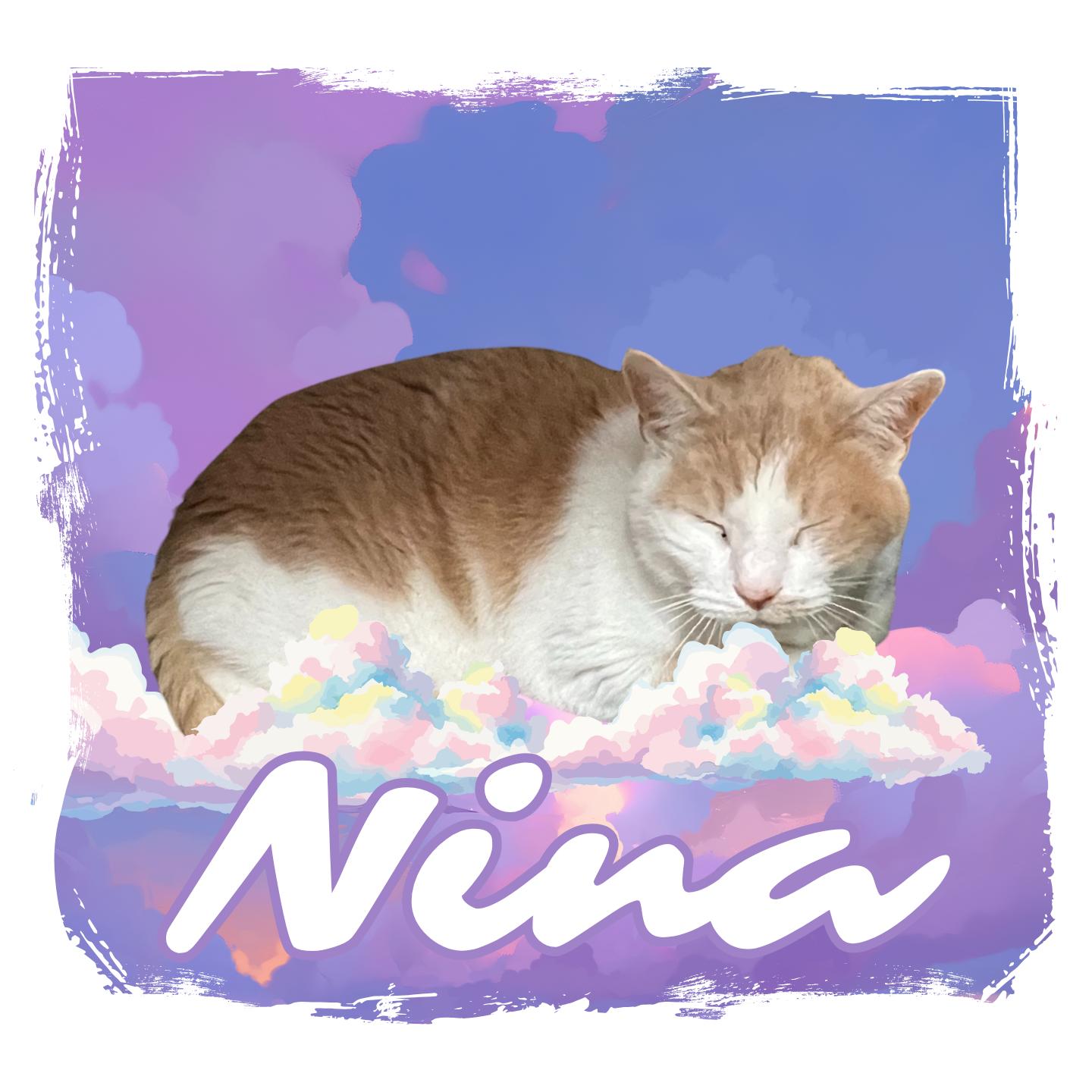 Enlarge Nina, an adoptable Domestic Short Hair in Aransas Pass, TX image 1/5