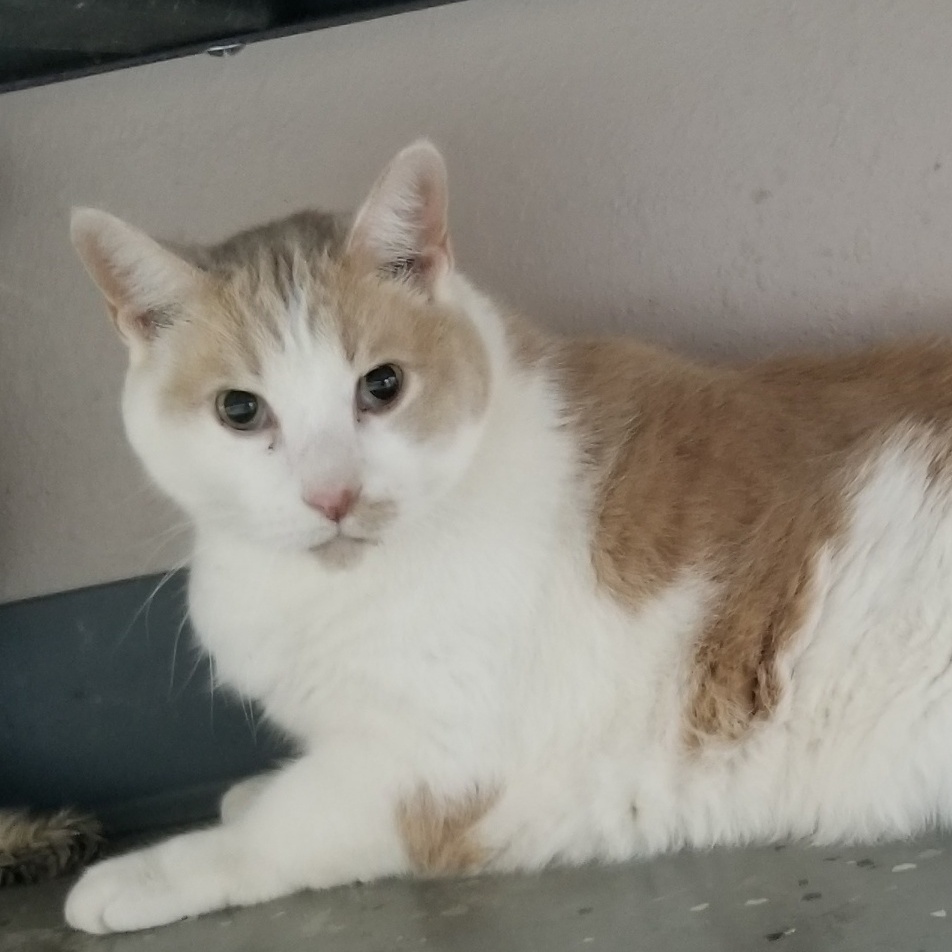 Enlarge Nina, an adoptable Domestic Short Hair in Aransas Pass, TX image 3/5