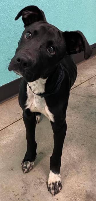 Enlarge Slim jim, a Adoptable mixed breed in Lampasas, TX image 1/1