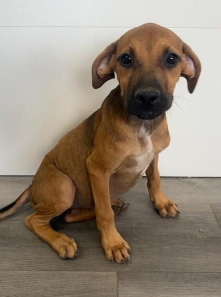 Sadie, ADOPTABLE, Puppy Female Labrador Retriever.