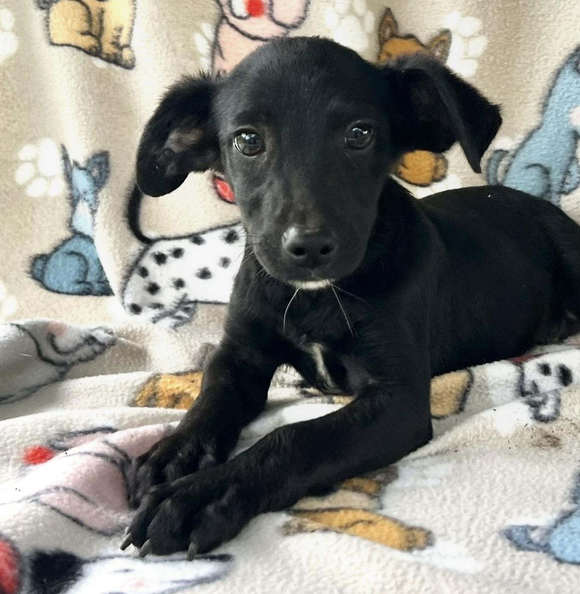 Oliver