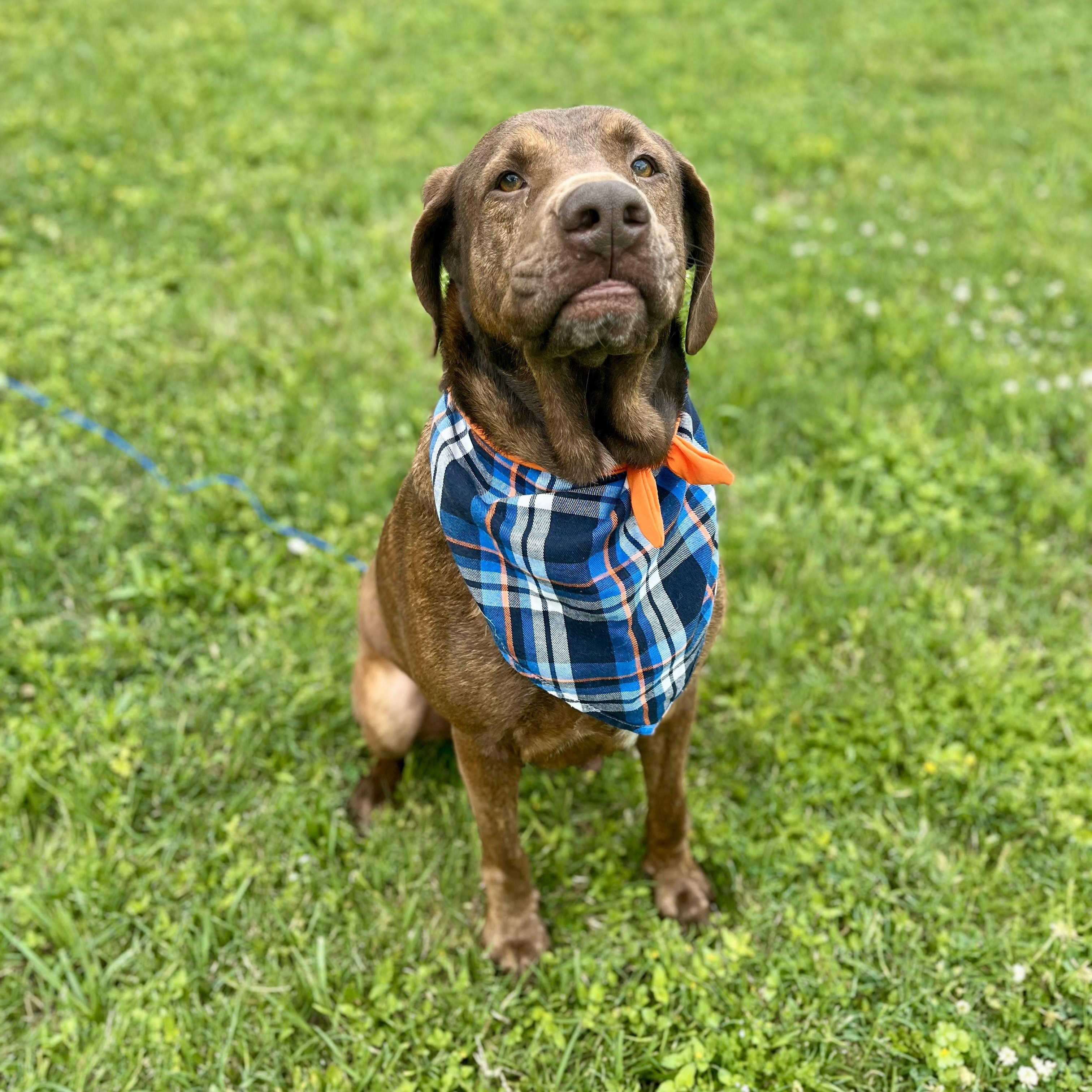 Fettuccine — thumbnail 2