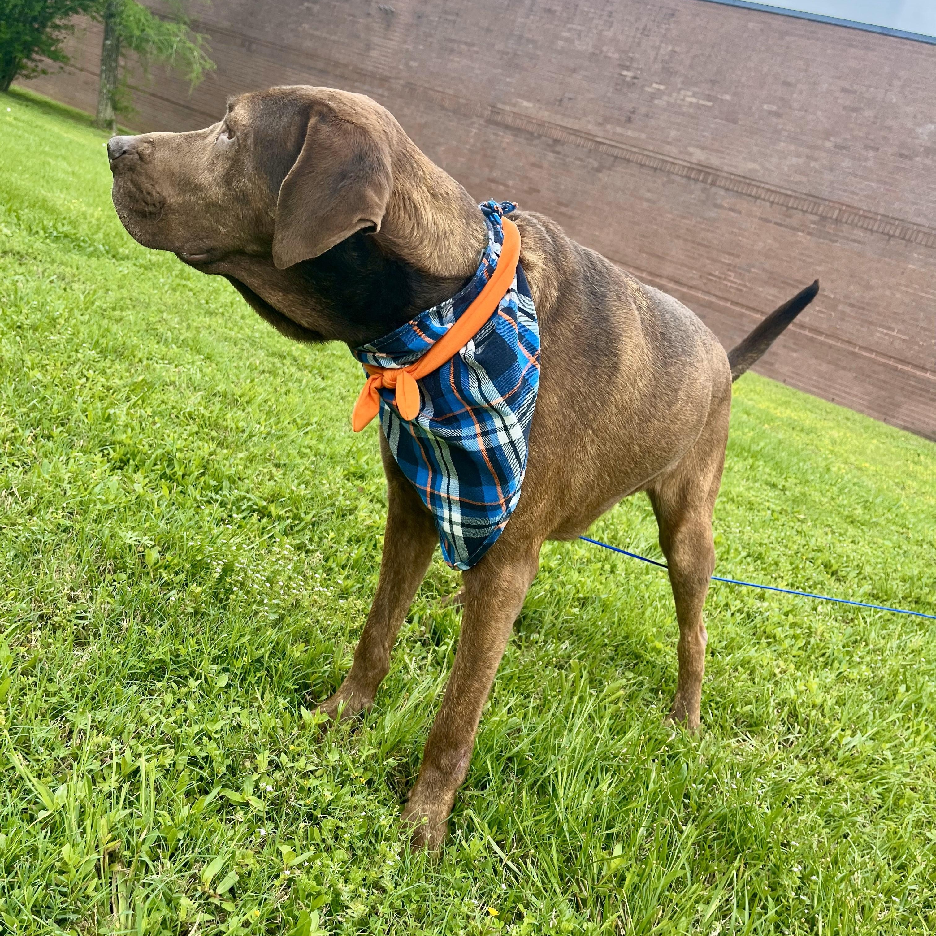 Fettuccine — thumbnail 3