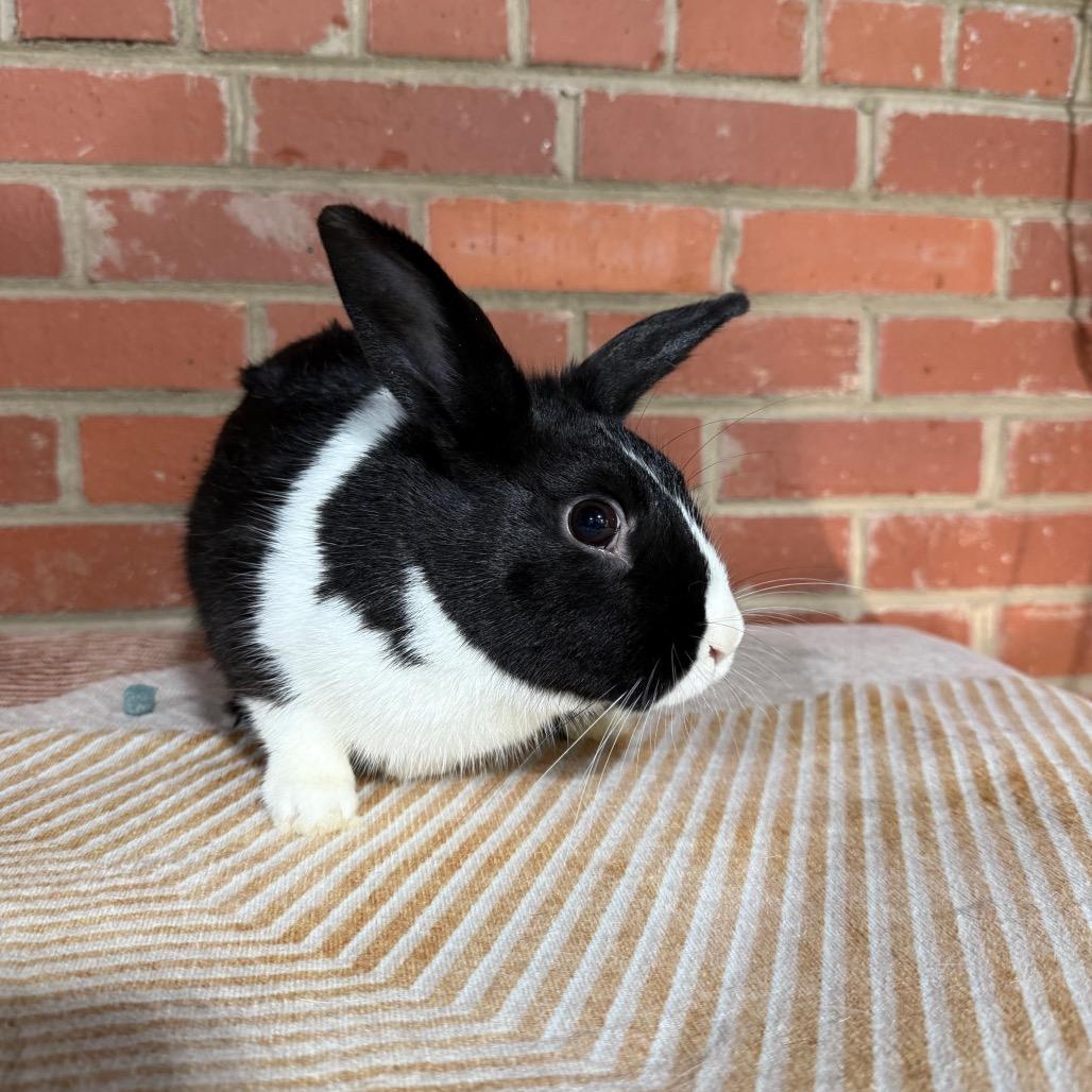 Enlarge Thin Mint, a Adoptable Dutch in Winston-Salem, NC image 1/2