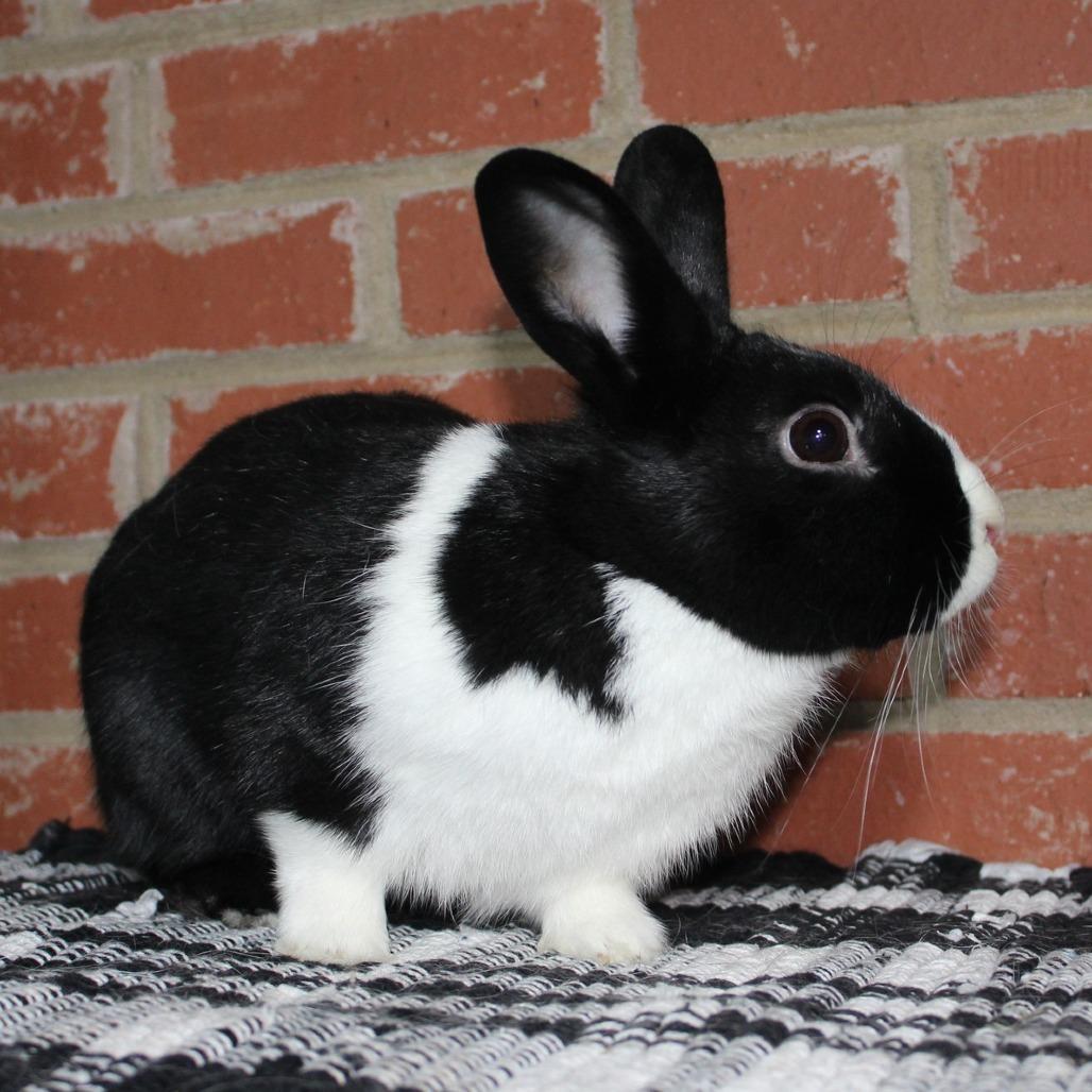 Enlarge Thin Mint, a Adoptable Dutch in Winston-Salem, NC image 2/2