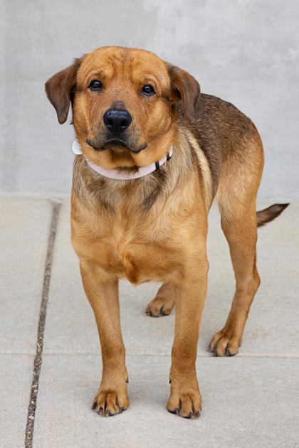 Enlarge Simon, a Adoptable mixed breed in Longmont, CO image 1/3
