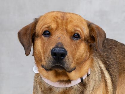 Enlarge Simon, a Adoptable mixed breed in Longmont, CO image 2/3