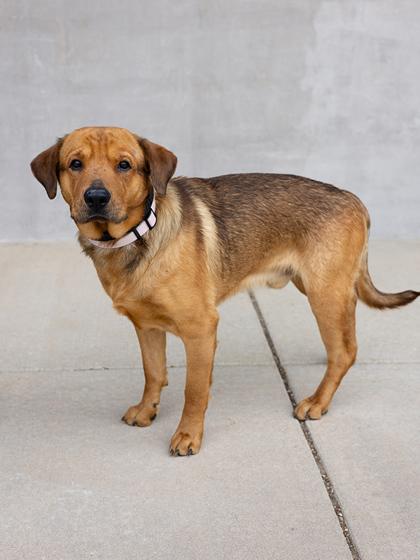 Enlarge Simon, a Adoptable mixed breed in Longmont, CO image 3/3